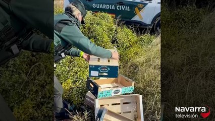 Interceptados con 300 kilos de muérdago irregular en Corella