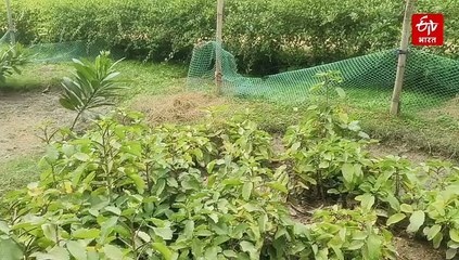 शराब की बोतलों से जड़ी-बूटियों की बागवानी तक... राकेश कुमार का एक ऐसा सफर, जो दिल को छू जाए