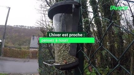L'hier approche, nos conseils pour nourrir les oiseaux