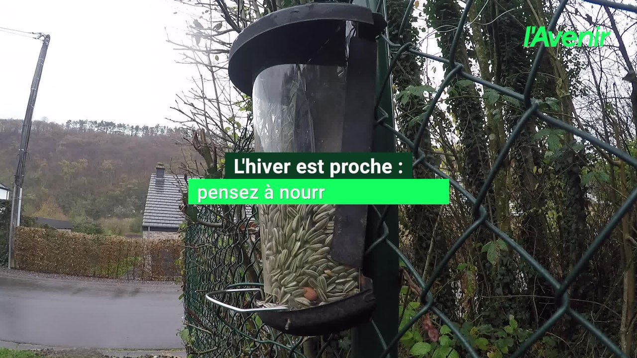 L'hier approche, nos conseils pour nourrir les oiseaux