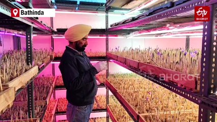 Punjab Farmer Grows Saffron Using Artificial Climate The Aeroponics Way In Bathinda