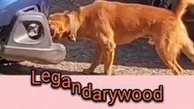Stray dog shocks by Tearing car bumper | Dog stories #straydog #straydogs #cardamage #dogvscar #dogvsrat #straydogstory
