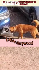 Stray dog shocks by Tearing car bumper | Dog stories #straydog #straydogs #cardamage #dogvscar #dogvsrat #straydogstory