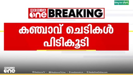 കഞ്ചാവ് ചെടികൾ പിടികൂടി..വീടിന് പരിസരത്ത് നട്ടു വളർത്തിയ കഞ്ചാവ് ചെടികൾ പിടിയിൽ..