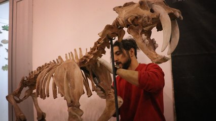 7,5 milyon yıllık fosiller ve replikaları ayna yöntemi ile 3D yazıcılarla ayaklandırılıyor