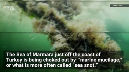 Researchers Say Climate Change Is Driving an Alarming Surge in ‘Sea Snot’.mp4