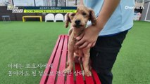 보호자의 손길을 그리워하는 반려견! 묵묵히 보호자를 기다릴 수밖에 없는 상황?