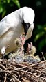Crow Feeding Pigeon Chicks – Heartwarming Bird Care Video | Viral Baby Birds Moment