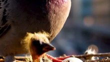 Pigeon Eggs Hatching – Adorable Baby Pigeon Chicks in Bird Nest