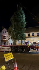 Delivery of Wellington's town centre Christmas tree, courtesy of Langford Lakes.