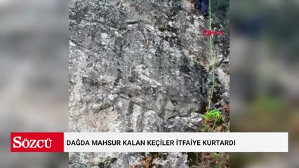 Dağda mahsur kalan keçiler itfaiye kurtardı