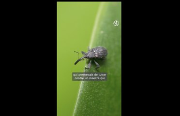 "Notre empreinte sur Terre" : le scandal du chlordécone aux Antilles françaises