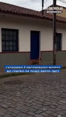 Cachorro é encontrado morto no centro de Ouro Preto (MG)