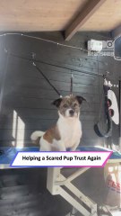 Dog Slowly Overcomes Grooming Fear Thanks to Patient Training|| Heartsome 💖