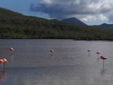 Flamands roses aux Galapagos