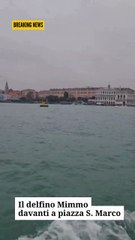 Zaia - Il delfino Mimmo è stato avvistato oggi (24.11.25)