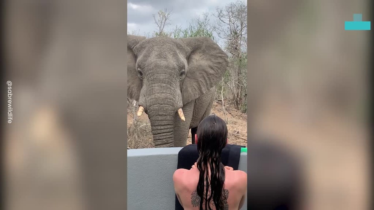 Elephant Comes to Says Hello to Woman Showering