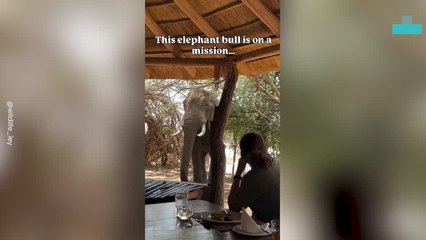 Elephant Interrupts Lunch at Safari Camp Just to Snack on a Doormat