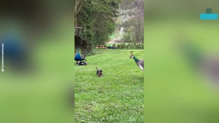 Puppies Playfully Challenge Peacocks in the Garden