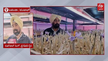 15x15 ಅಡಿ ಕೋಣೆಯಲ್ಲಿ ಕೆಂಪು ಚಿನ್ನ ಬೆಳೆದ ಪಂಜಾಬ್‌ ರೈತ!; ಗೋಧಿ - ಭತ್ತಕ್ಕೂ ಅಧಿಕ ಲಾಭ ತೆಗೆಯುವ ಪರ್ಯಾಯ ದಾರಿ ಹುಡುಕಿದ ಅನ್ನದಾತ
