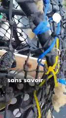 Une louve étonne les scientifiques en utilisant un objet pour se nourrir !