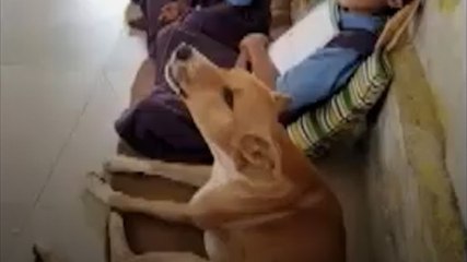 स्कूल के छात्रों के साथ बैठकर पढ़ाई करता है ये कुत्ता, वीडियो Viral