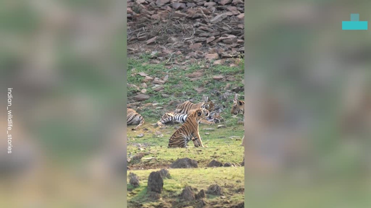 Man Captures Tiger Cubs Playfighting