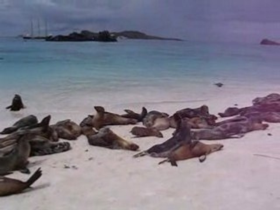 Lions de mer sur la plage aux Galapagos