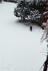 Winter Lover :) #cat #winter #snow #funnycats #cutecats #trending #fyp