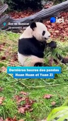 Départ de deux pandas du zoo de Beauval