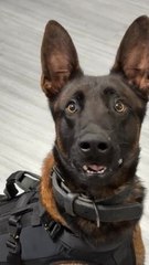 Beloved K-9 killed by gunman was then also shot dead when he opened fire at cops