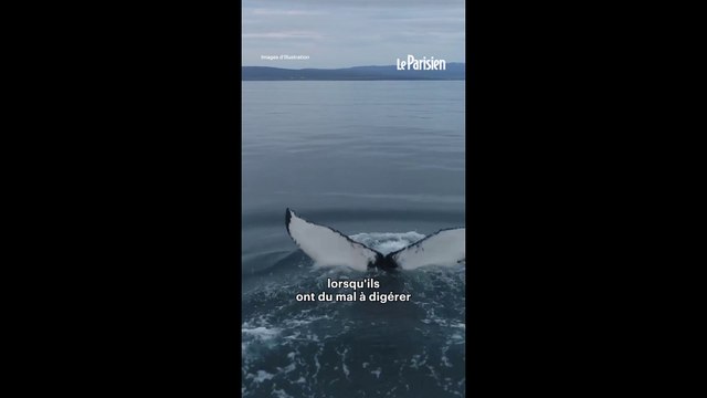 Une partie de pêche fait la fortune d'un marin thaïlandais