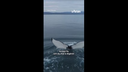 Une partie de pêche fait la fortune d'un marin thaïlandais