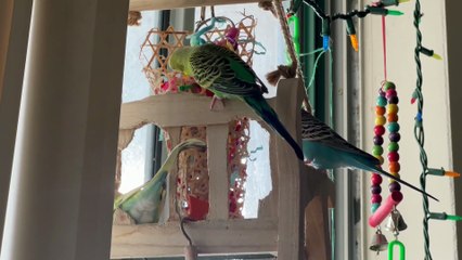 Budgie playing happily video