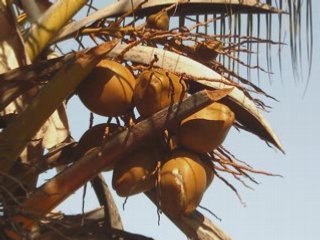 BAYAHIBE REPUBLIQUE DOMINICAINE  OASIS CANOA