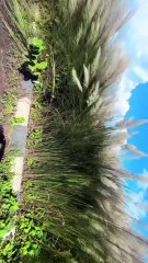 Kashful flowers l Kans grass l wild sugarcane l kasful