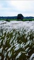 Kashful flowers l Kans grass l wild sugarcane l kasful