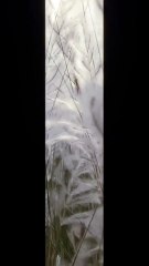 Kashful flowers l Kans grass l wild sugarcane l kasful