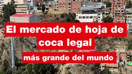 Productores bolivianos luchan por rescatar la hoja de coca del estigma