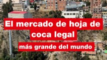Productores bolivianos luchan por rescatar la hoja de coca del estigma