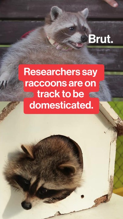 Researchers says raccoons are showing early signs of domestication.