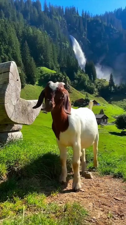 Exploring Swiss Wilderness: Animals and Trees in the Alps