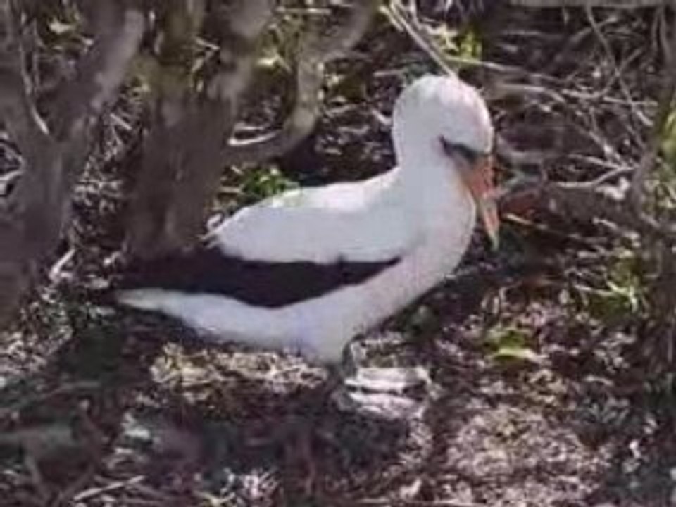 Fou de Nazca aux Galapagos