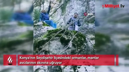 Mantar avcılarının ağaç tepelerinde tehlikeli avı