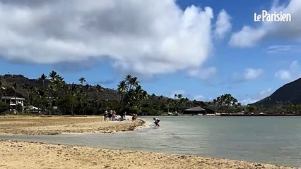 Un touriste provoque un tollé à Hawaï après avoir brandi une tortue marine pour prendre une photo