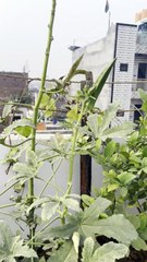 Fresh Okra (Bhindi) Harvest from My Terrace Garden