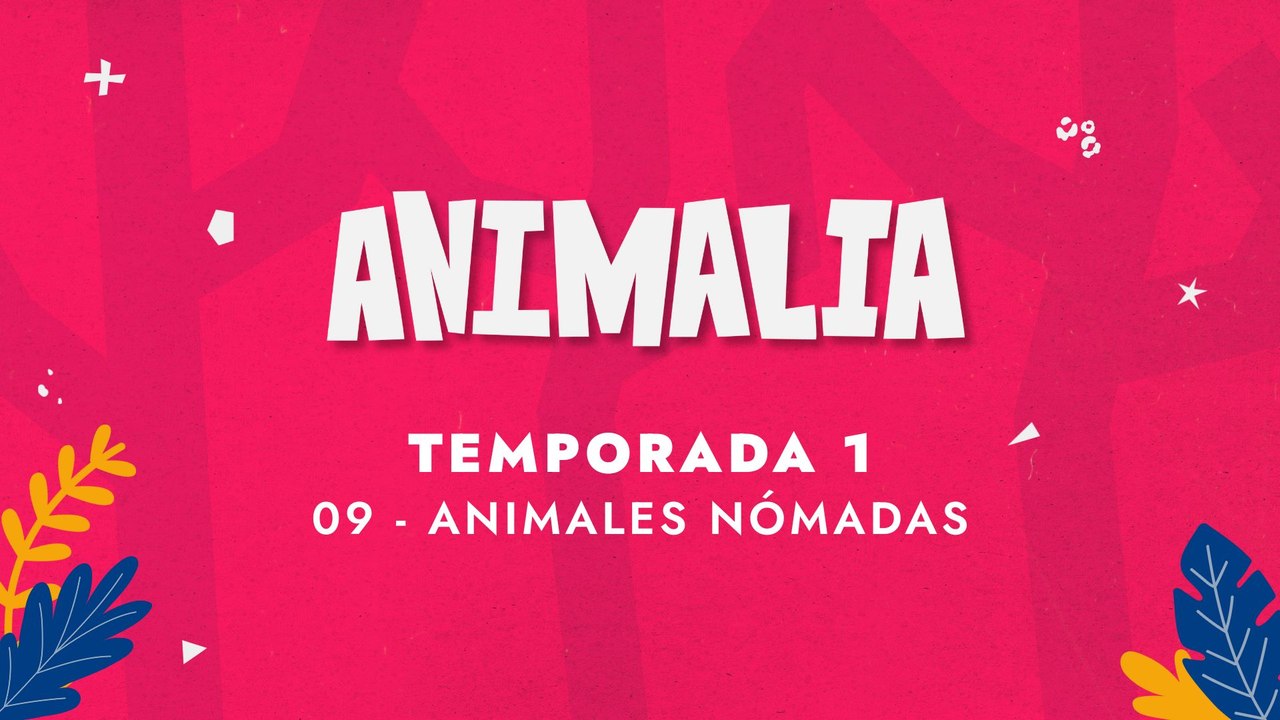 09 ANIMALES NÓMADAS