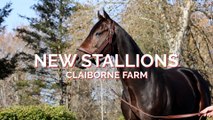 Mindframe and Johannes: Two New Faces at Claiborne Farm