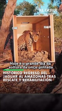 Histórico regreso del jaguar al Amazonas tras rescate y rehabilitación