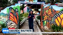 Miles de mariposas monarca comienzan a llegar al santuario “El Rosario” de Michoacán